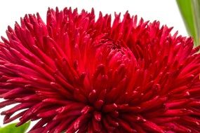 red aster flower with thin petals