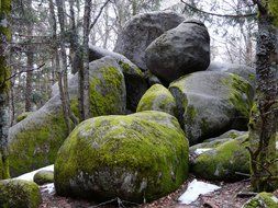 forest rocks in moss
