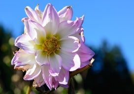 blossoming dahlia