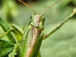 green grasshopper with long tendrils close up