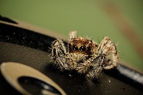 spider like a hairy insect
