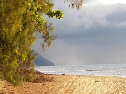 Beautiful sandy beach with colorful plants on Kauai in Hawaii