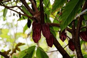 cocoa on a tree like fruit