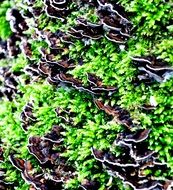 purple tree mushrooms and green moss