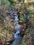 thuringian forest bach