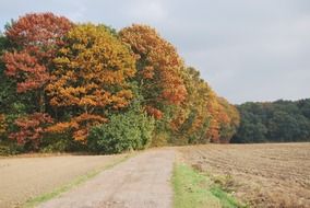 Landscape of autumn trees and meadow