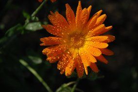 raindrops on orange flower
