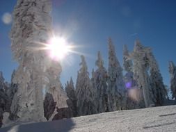 bright sun through a winter fairy forest