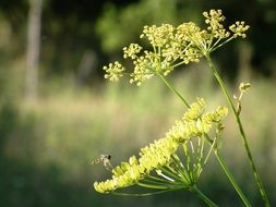 herb plant and insect