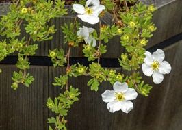 abbotswood potentilla in a wooden garden tub close up