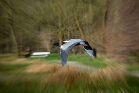 photo heron in flight