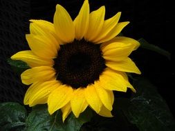 sunny flower on a dark background close-up