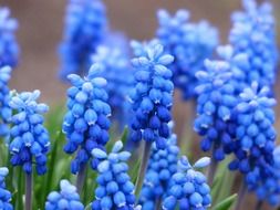 bright blue grape hyacinth