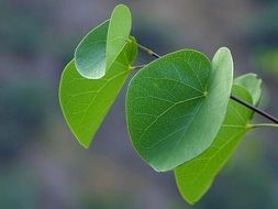 splendiferous canyon leaves