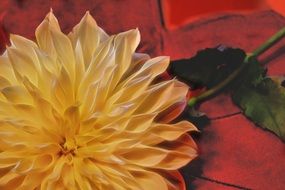 yellow garden flower on a red stone