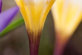 crocus petals close-up