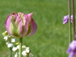 Purple and green tulip flower in spring
