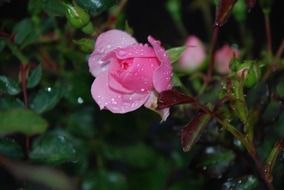 dew drops on pink rose