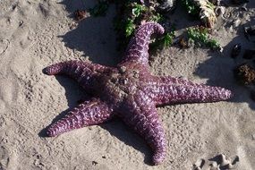 purple starfish on gray sand