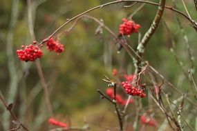 red bright rowan