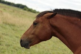 portrait of striking horse head