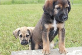 puppies on a green meadow