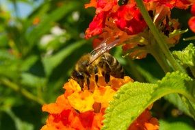 honey bee on a blooming flower bed