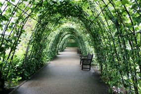 tunnel of plants garden