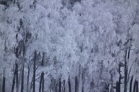 tree branches in the snow in the forest