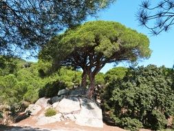 pine tree with round crown in nature in catalonia