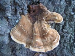 closeup photo of brown mushroom on the grey bark of a tree