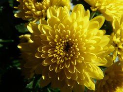 yellow garden chrysanthemum