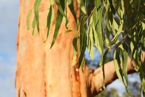 Leaves on the eucalyptus tree