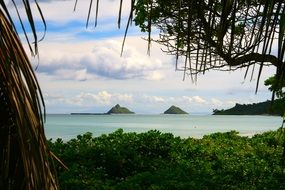 tropical island with green plants