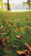 brown autumn leaves on green grass close-up
