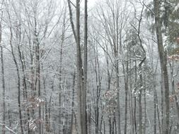 forest trees winter