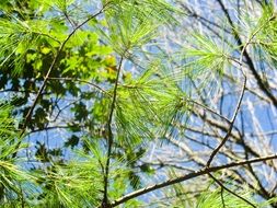 thin branches of coniferous tree