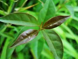 brownish green young leaves close up