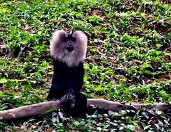 macaque with a fluffy mane in its natural environment