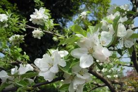 white flowers on apple tree in spring in the garden