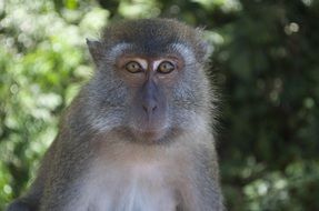 Monkey in Serengeti