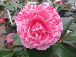 pink spotted camellia