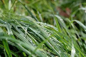 green grass with water drops