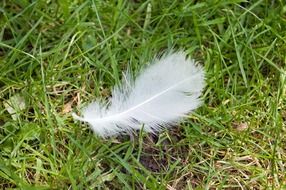 White bird feather on green grass