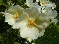 wild rose cream flowers