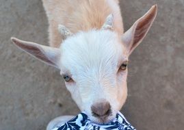 cute goat baby eating shirt