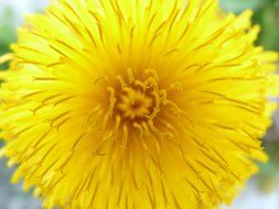 Yellow dandelion flower in the spring