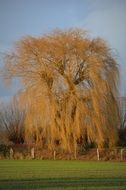 weeping willow in autumn
