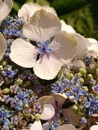 hydrangea flowers in a summer garden