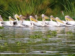 a flock of white pelicans on a lake in Africa